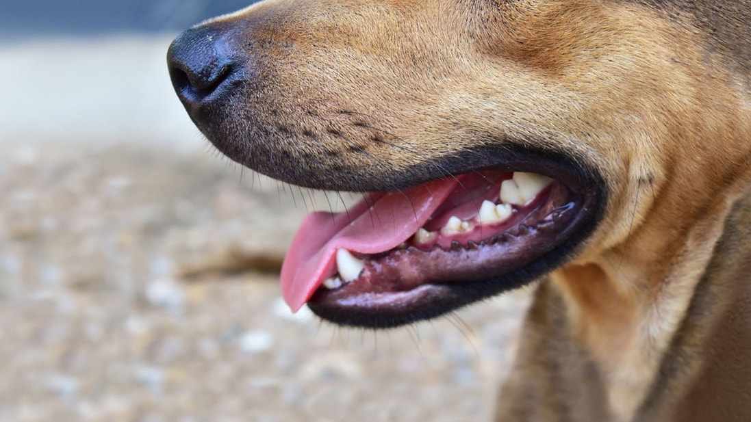 The jaw of a brown dog showing teeth