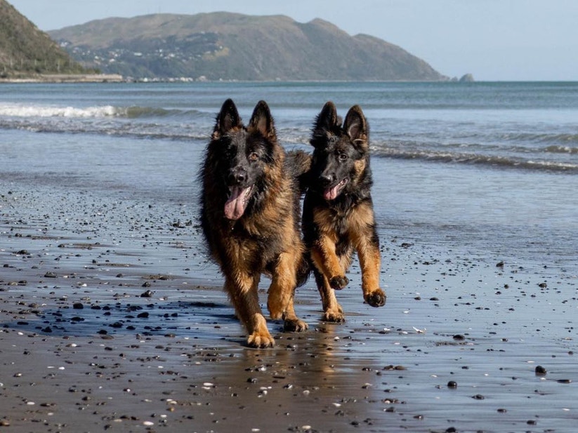 Two brown dogs running together on the beach